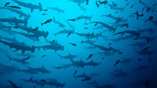 Ocean Awards partner Nekton